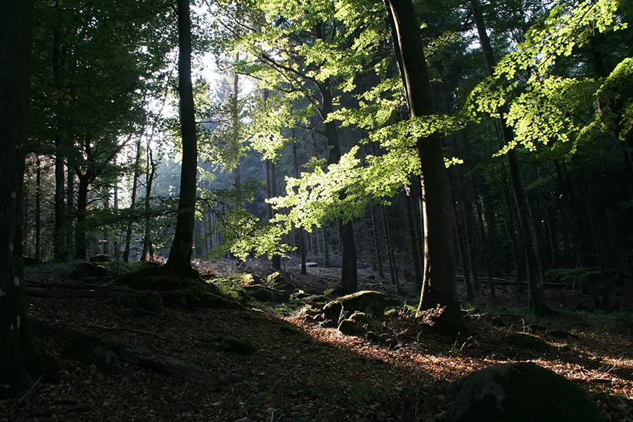 Serene forest with sunlight through trees and mossy ground, representing Rgenic's pure, natural, transparent ingredients with no artificial colors, preservatives, or fillers