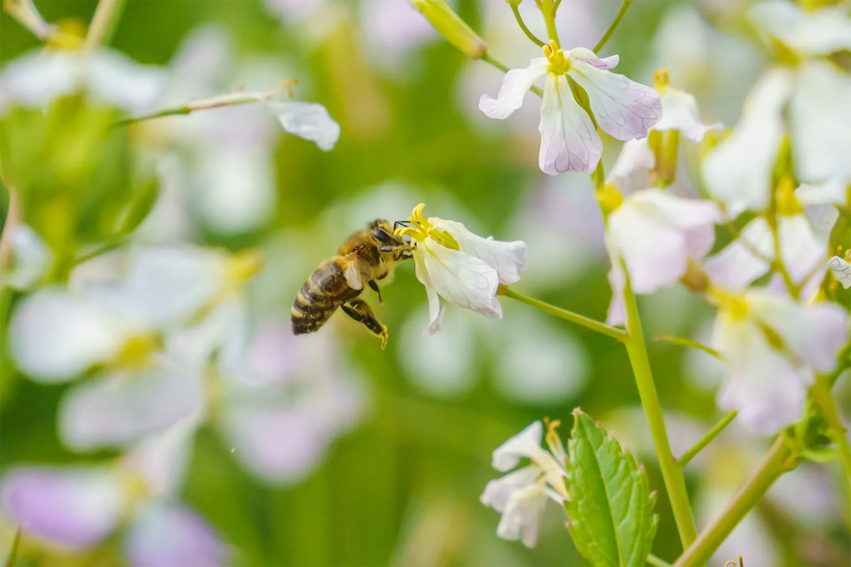 Honeybee collecting pollen from a flower in a natural macro close-up